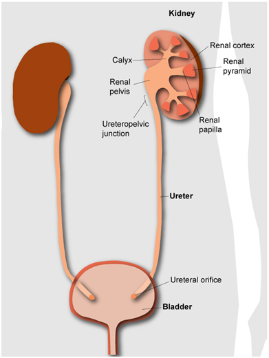 Urology Treatment in vadodara